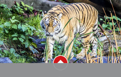 Hagenbecks Tierpark Die Roten Doppeldecker