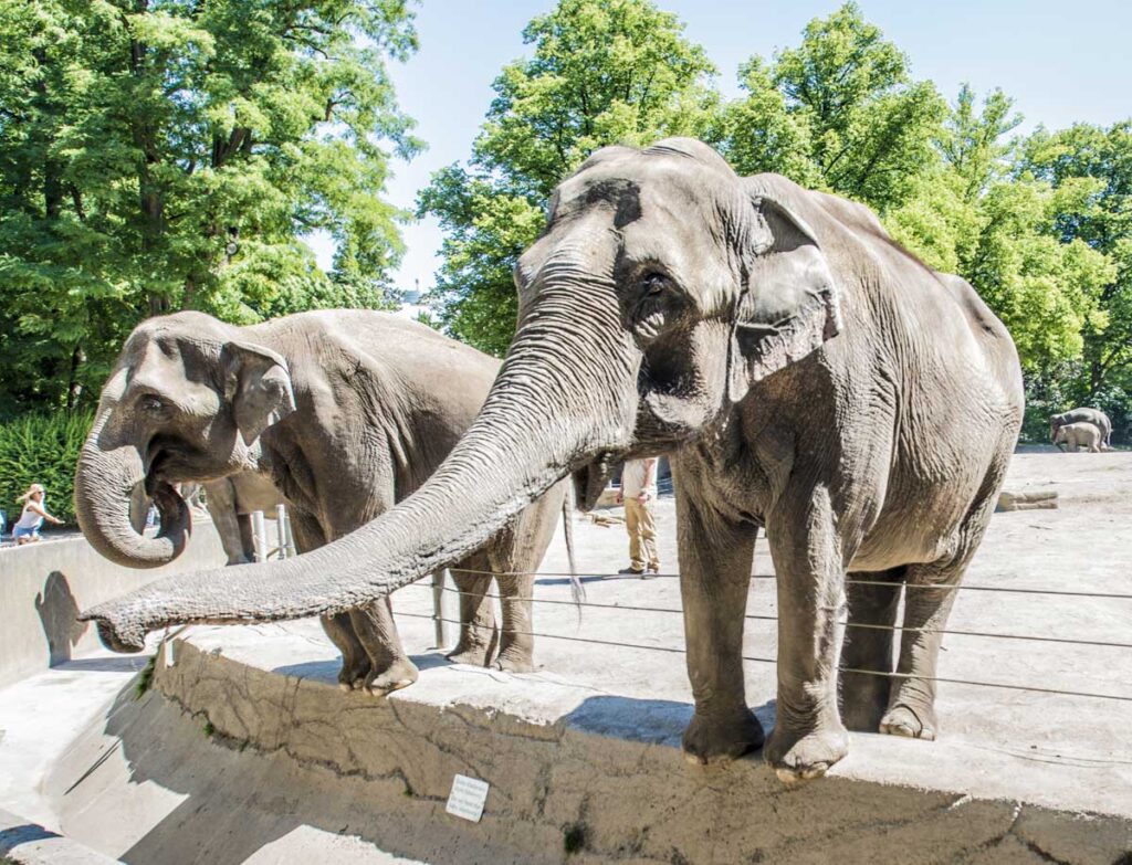 Hagenbecks Tierpark Elefanten Die Roten Doppeldecker