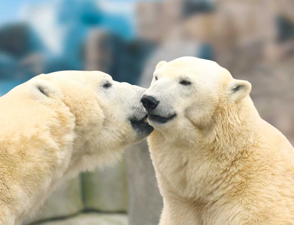 ©Hagenbeck Hagenbecks Tierpark Eisbären Die Roten Doppeldecker