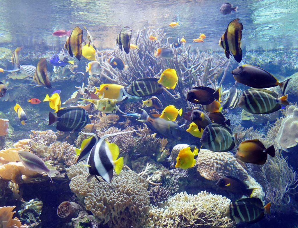 ©Hagenbeck Hagenbecks Tierpark Fische Aquarium Die Roten Doppeldecker